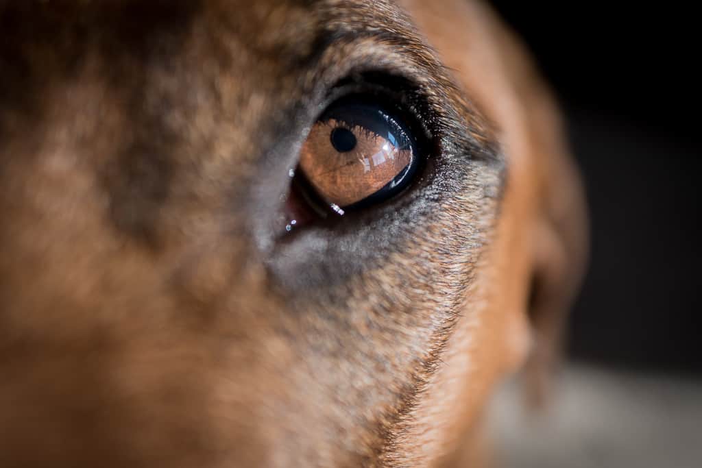 Rhodesian Ridgeback, blog, cute, chicago, puppy, adventure