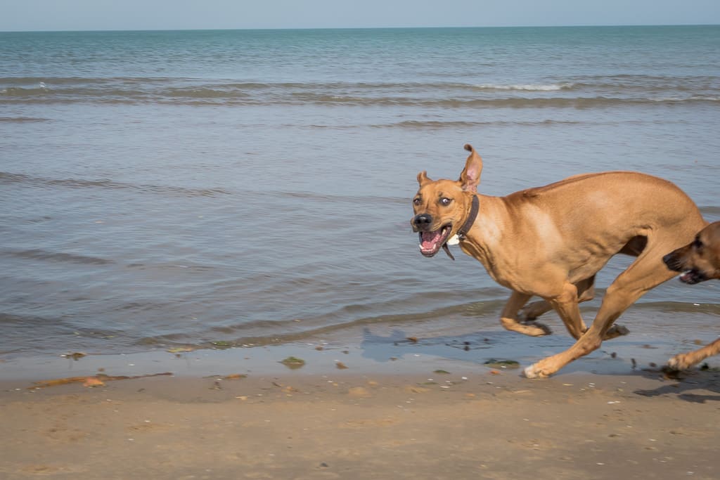 Rhodesian Ridgeback, blog, montrose dog beach, chicago, puppy, adventure