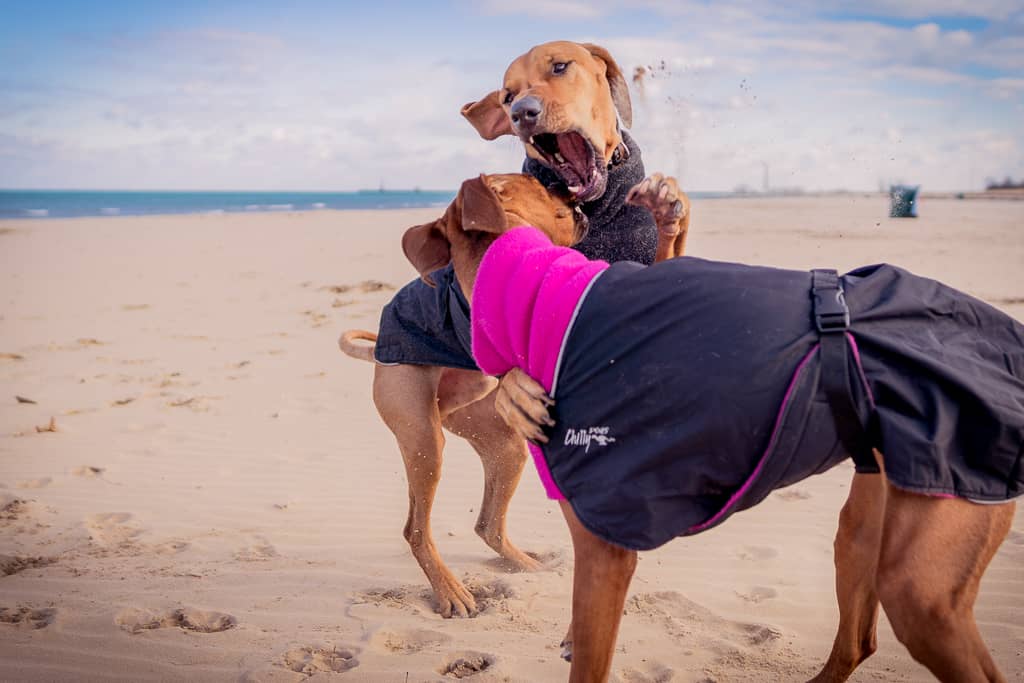 Rhodesian Ridgeback, puppy, chicago, blog, cute, montrose dog beach