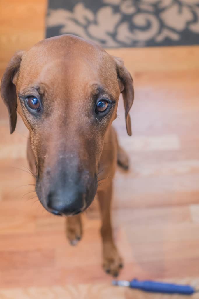 Rhodesian RIdgeback, blog, chicago, marking our territory