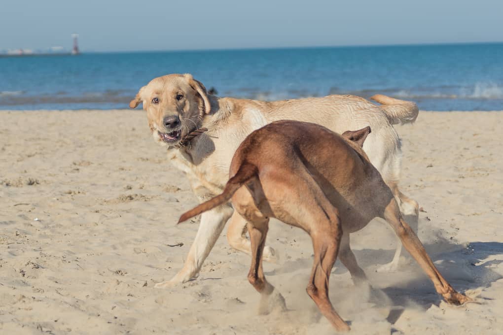 Montrose Dog Beach, Chicago, Rhodesian Ridgeback, Yellow Lab