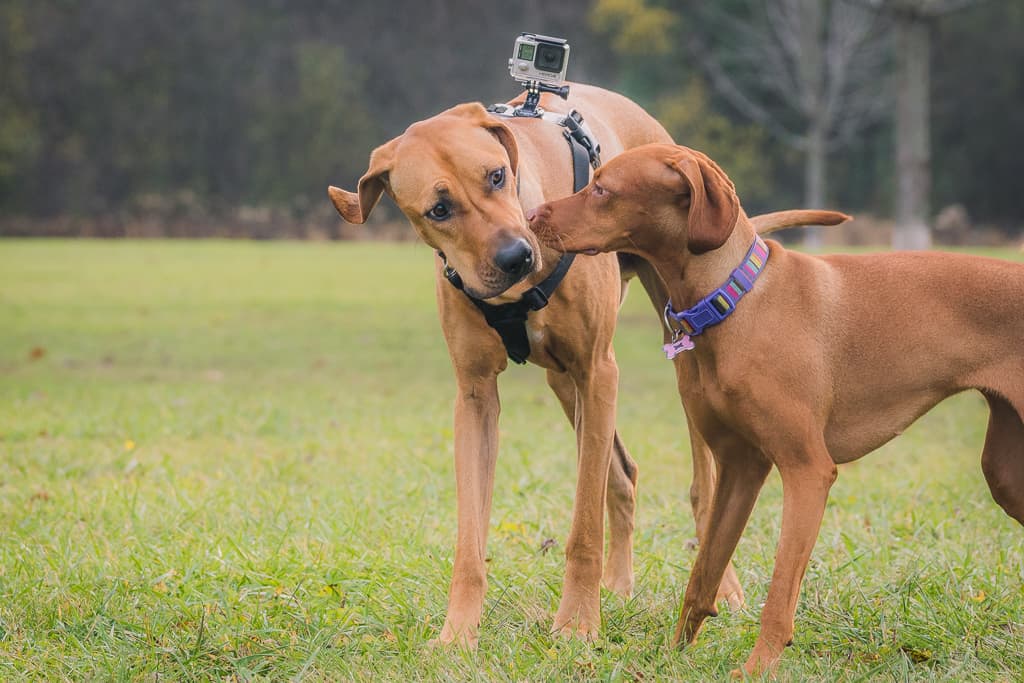 Rhodesian Ridgeback, blog, adventure, chicago, marking our territory, prairie wolf