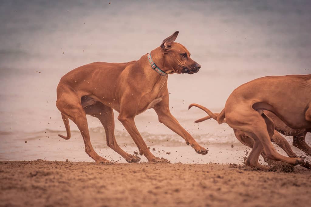 Rhodesian Ridgeback, chicago, blog, montrose dog beach, adventure, puppy