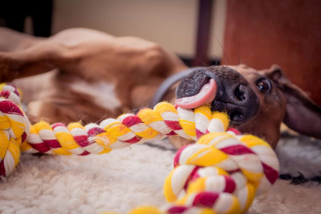 Rhodesian Ridgeback, puppy, cute, chicago, blog