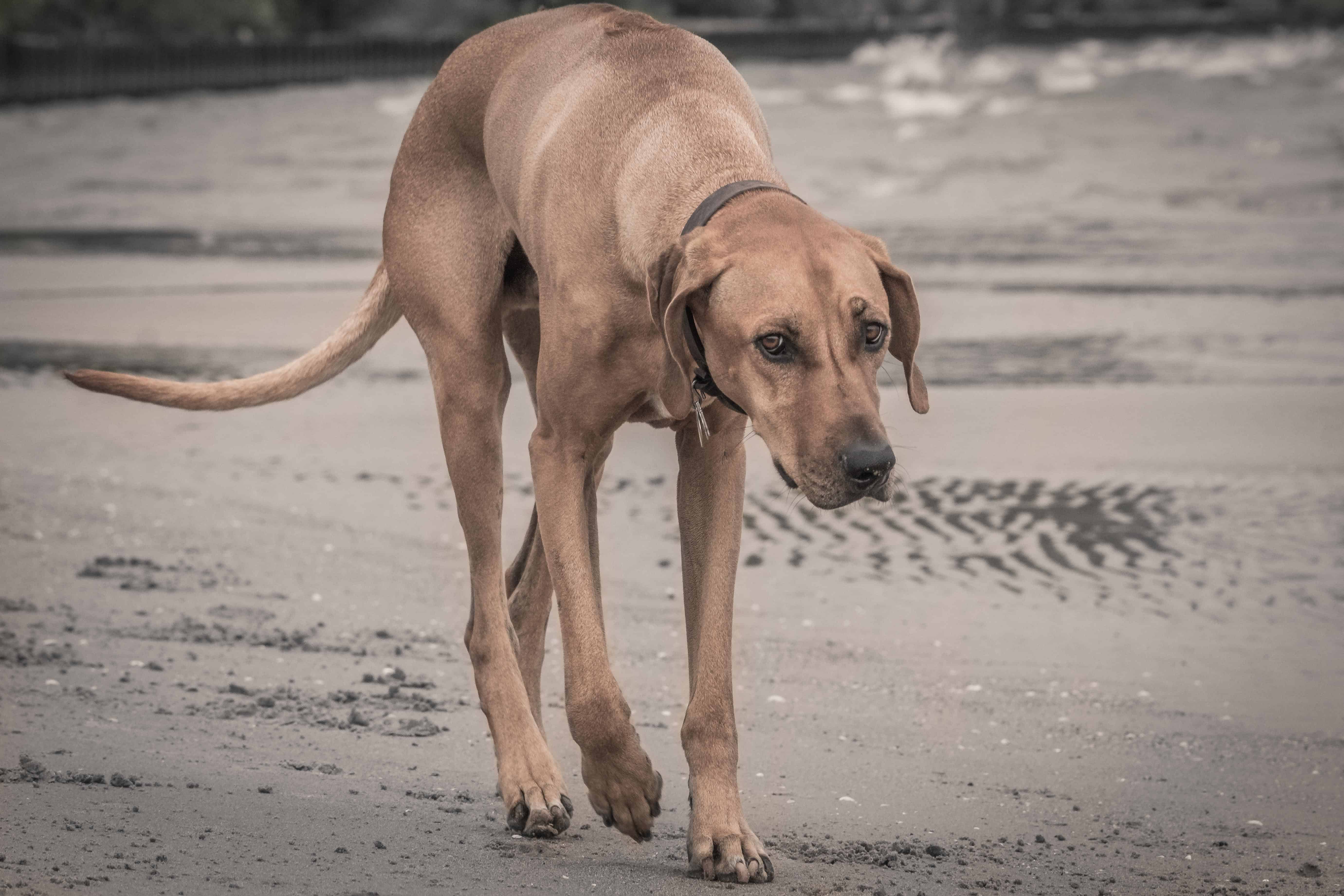 Rhodesian Ridgeback, Eko, Marking Our Territory