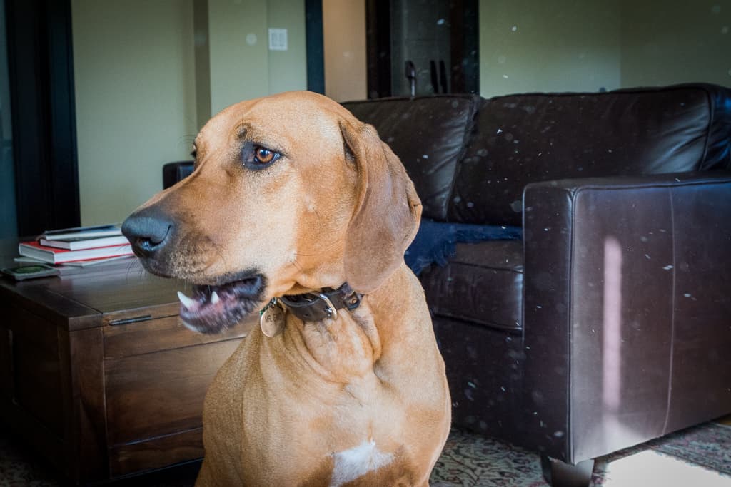 Rhodesian Ridgeback, blog, adventure, chicago