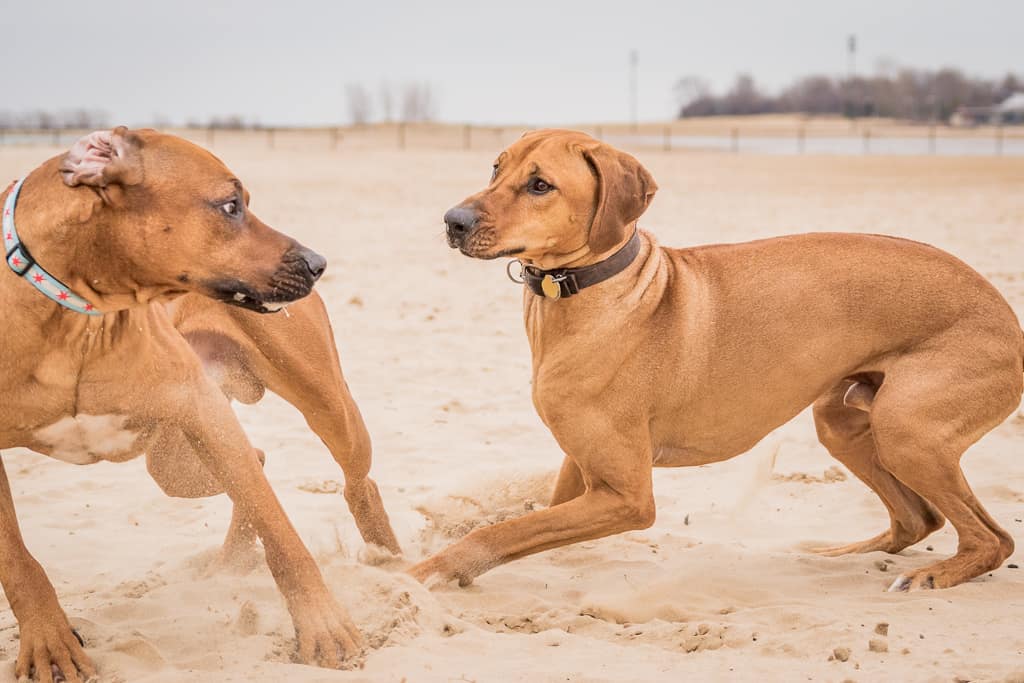 Rhodesian Ridgeback, montrose dog beach, chicago, blog, adventure,