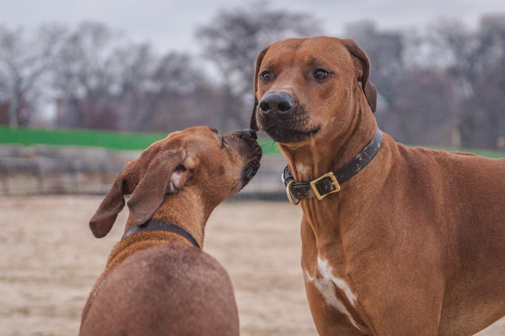 Rhodesian Ridgeback, Marking Our Territory, Chicago, Montrose Dog Beach, Adventure, Instagram