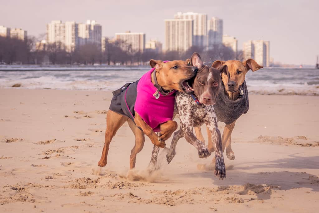 Montrose Dog Beach, German Shorthaired Pointer, Chicago, blog