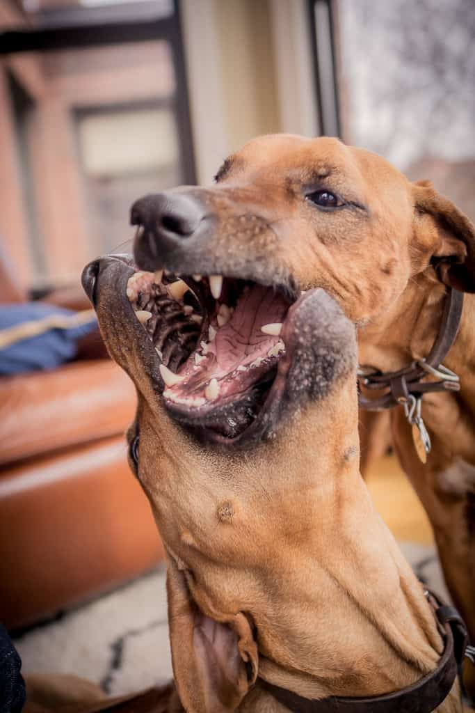 Rhodesian Ridgeback, blog, chicago, adventure, puppy 