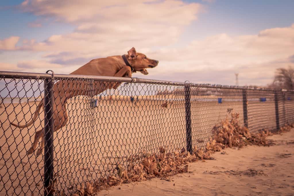 Rhodesian Ridgeback, blog, chicago, puppy, adventure