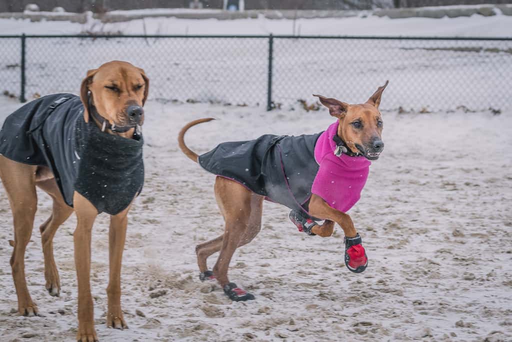 Rhodesian Ridgeback, blog, dog boots, cute, chicago, adventure