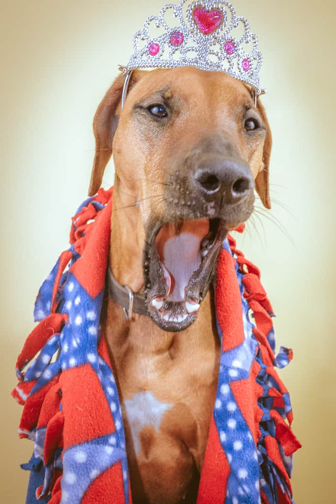 Rhodesian Ridgeback, blog, cute, adventure, chicago, puppy