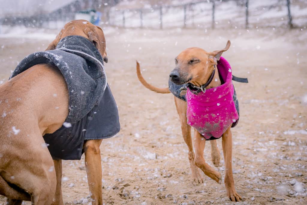 Rhodesian Ridgeback, blog, montrose dog beach, chicago, adventure