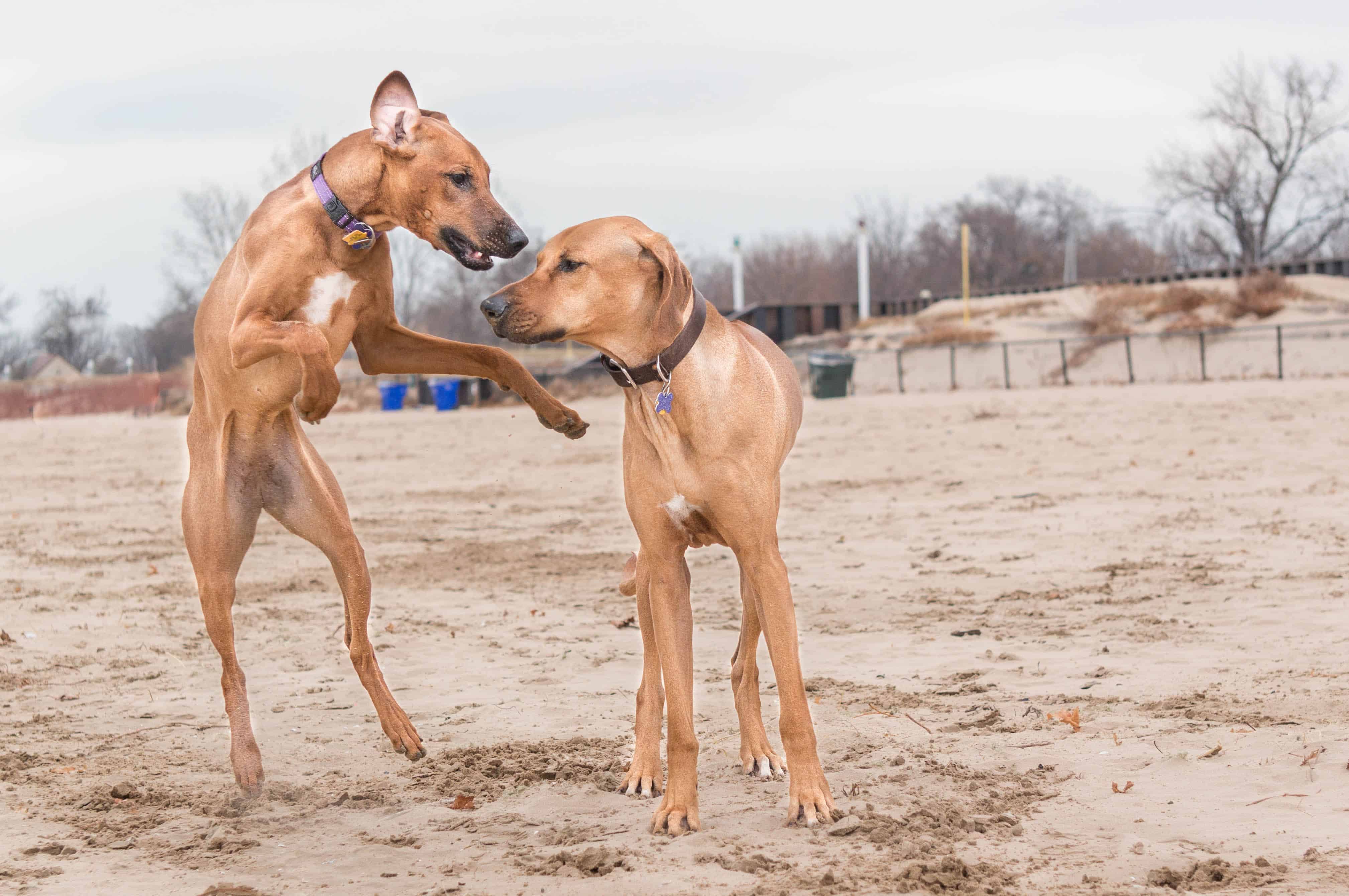 rhodesian ridgeback, beach, chicago, puppy