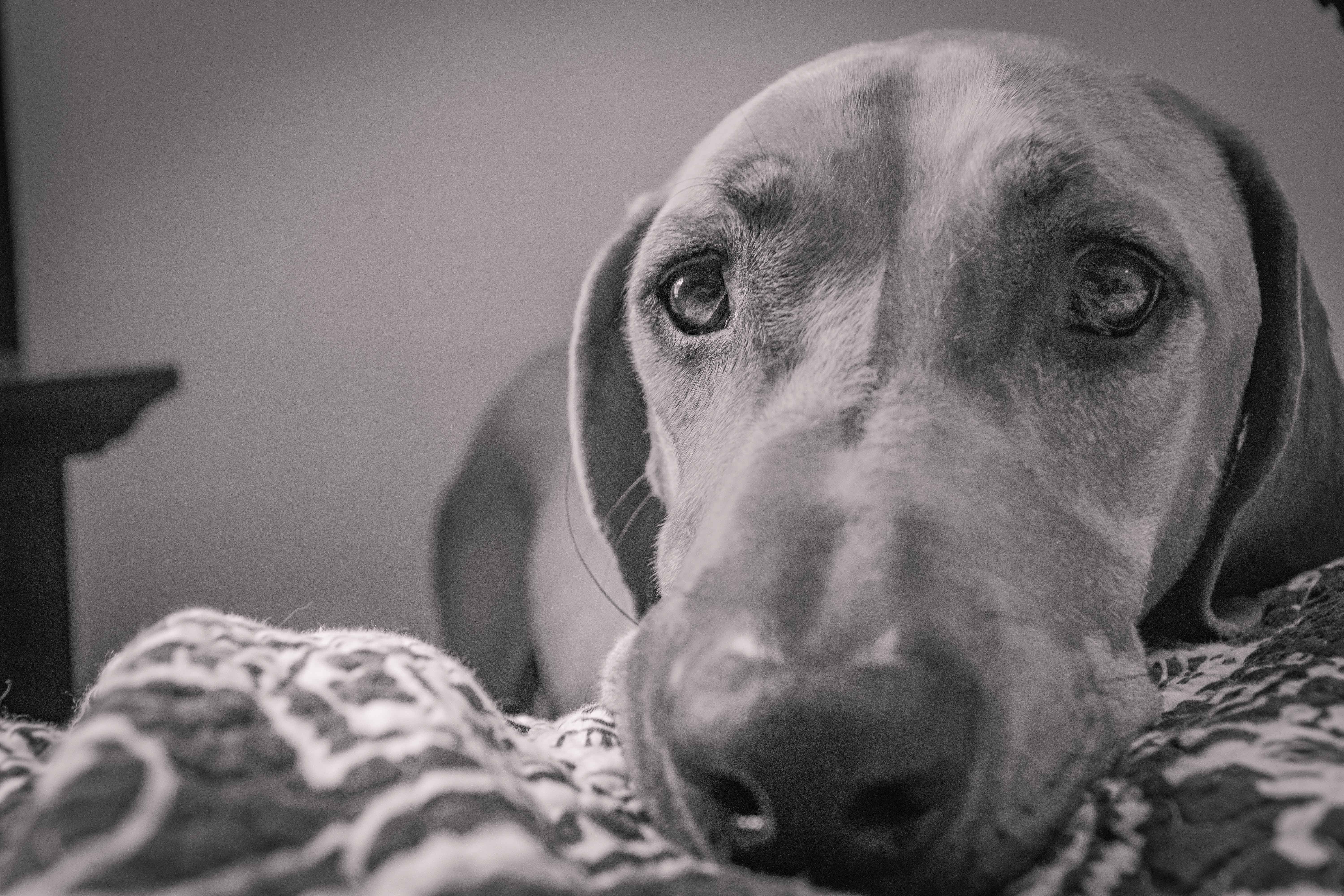 Rhodesian Ridgeback, chicago, puppy, cute, adventure