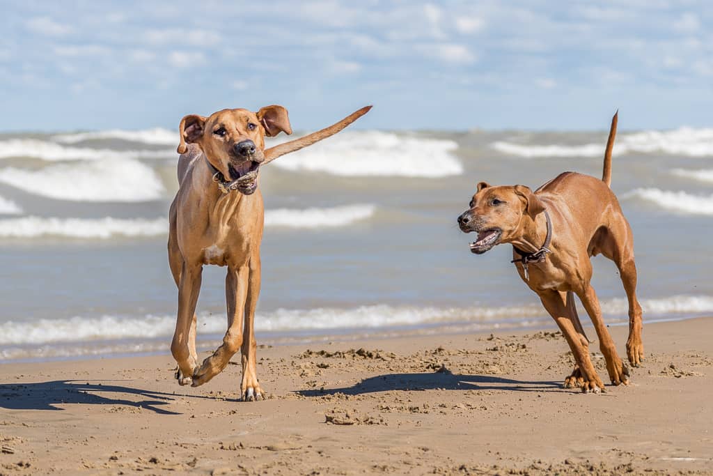 Rhodesian Ridgeback, blog, chicago, montrose beach, 