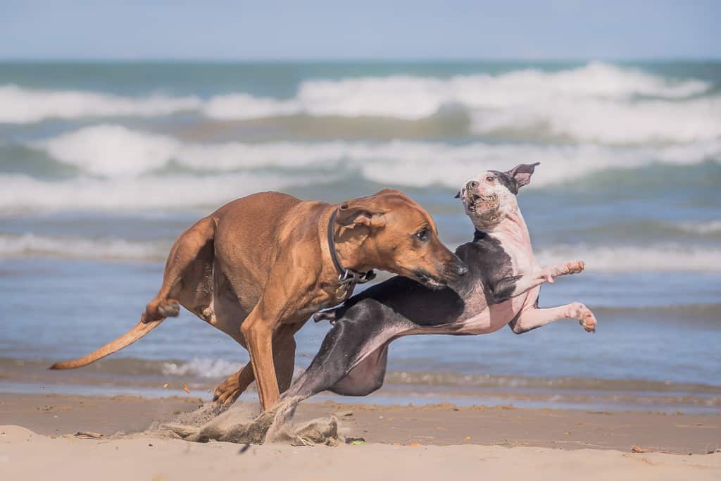 montrose dog beach, chicago, rhodesian ridgeback, puppy, dog friendly