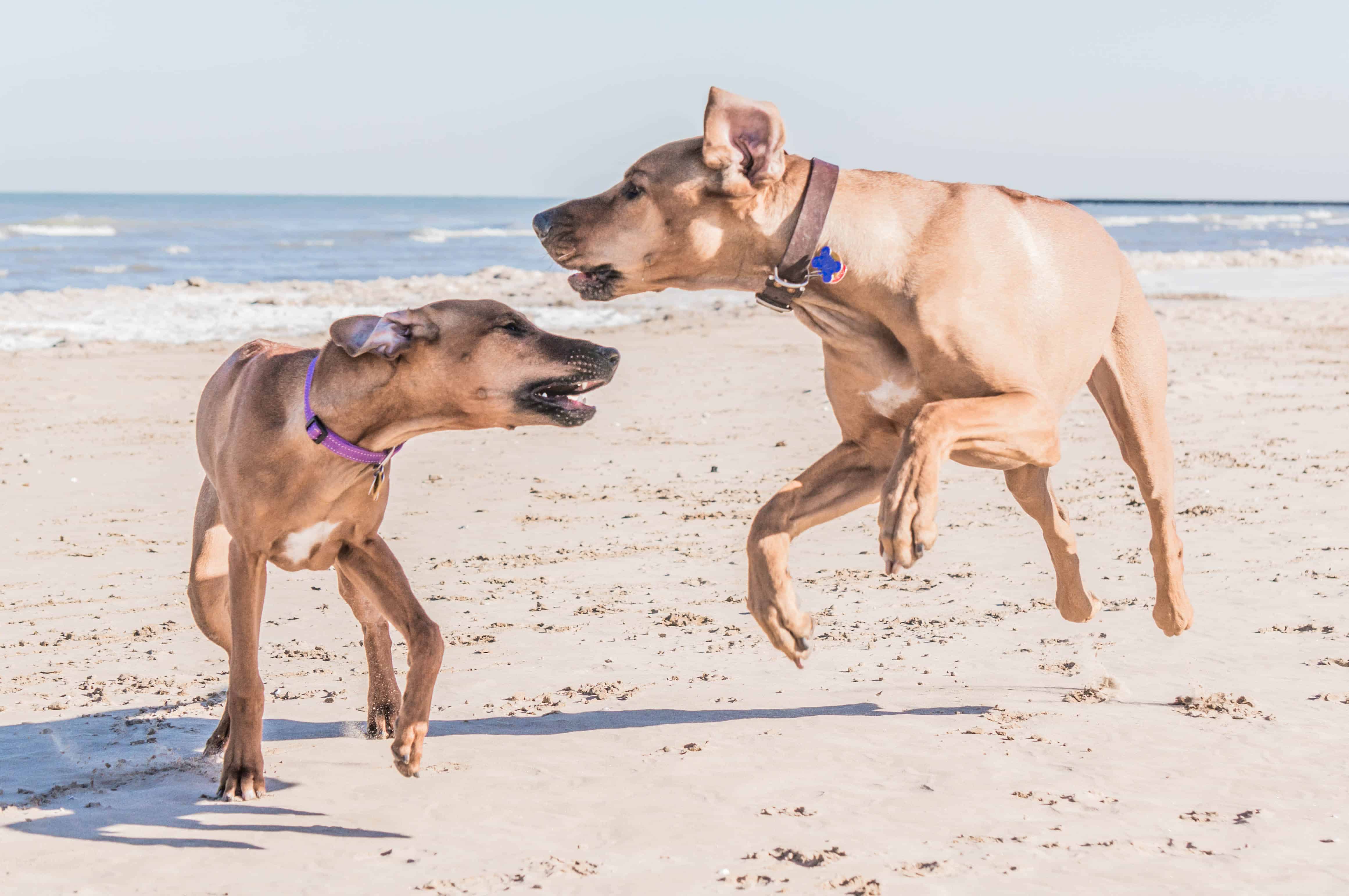 rhodesian ridgeback, beach, chicago, puppy