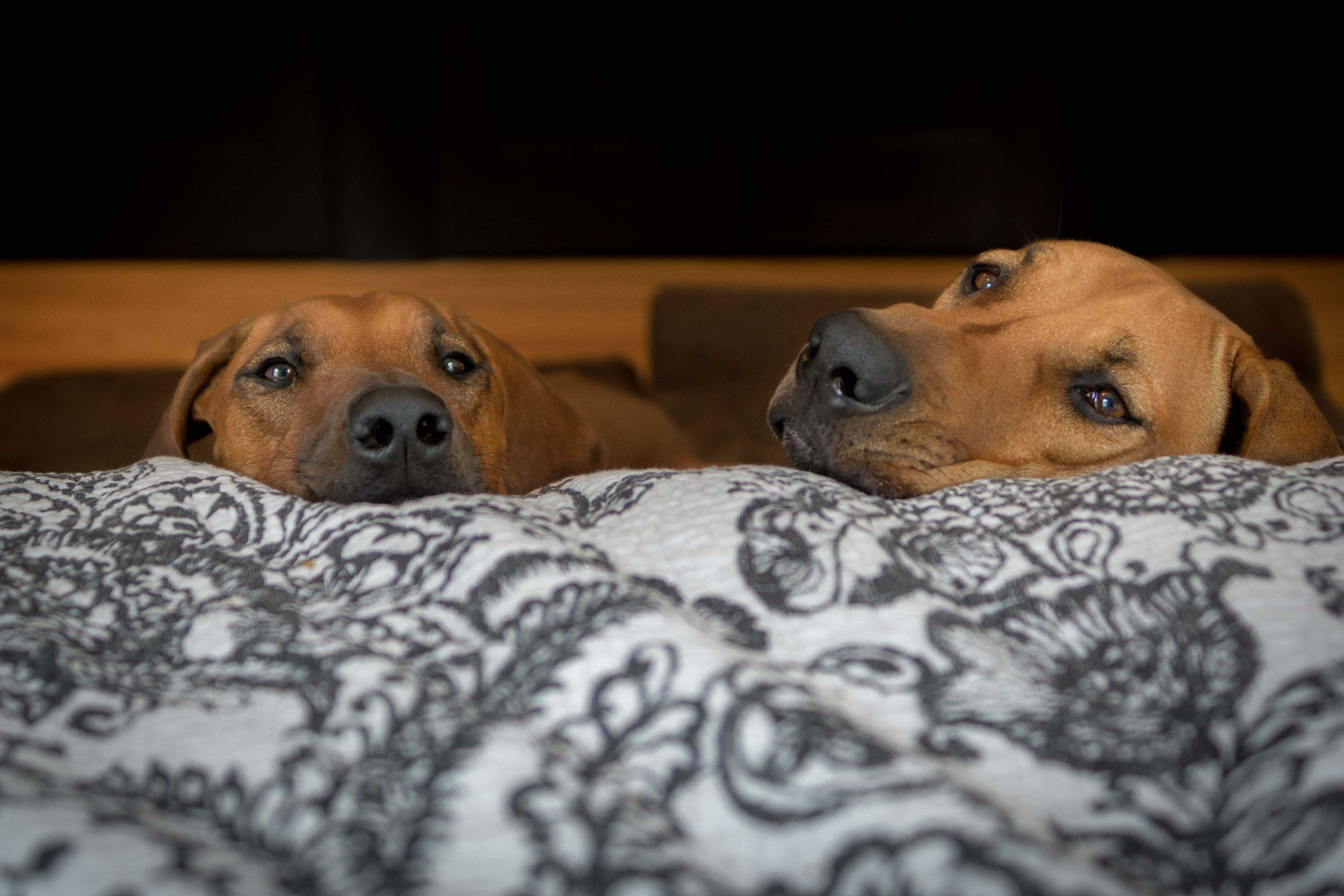 Rhodesian Ridgeback, chicago, puppy, cute, adventure