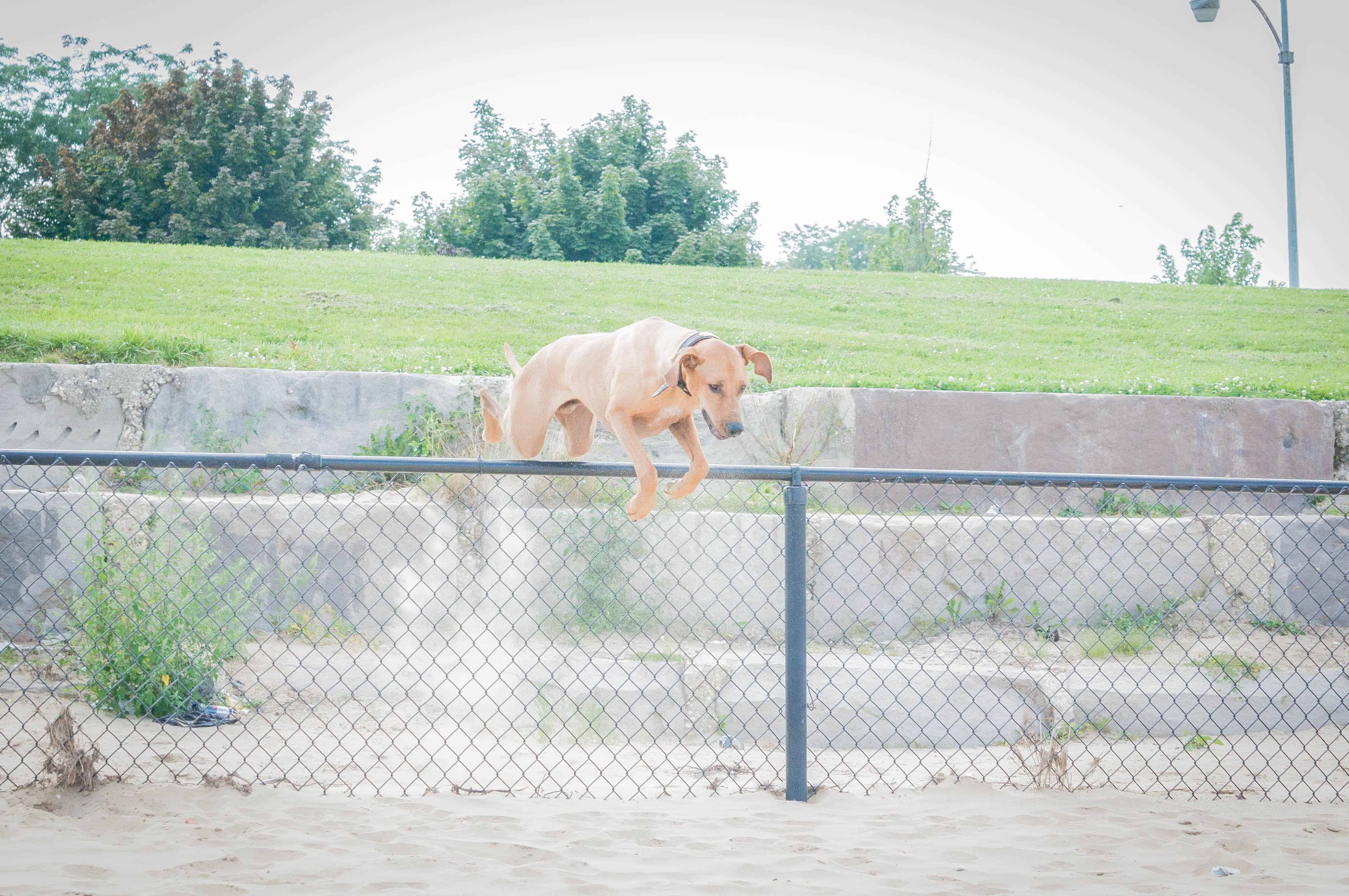 Rhodesian Ridgeback, puppy, adventure, dog, blog, chicago, beach, marking our territory