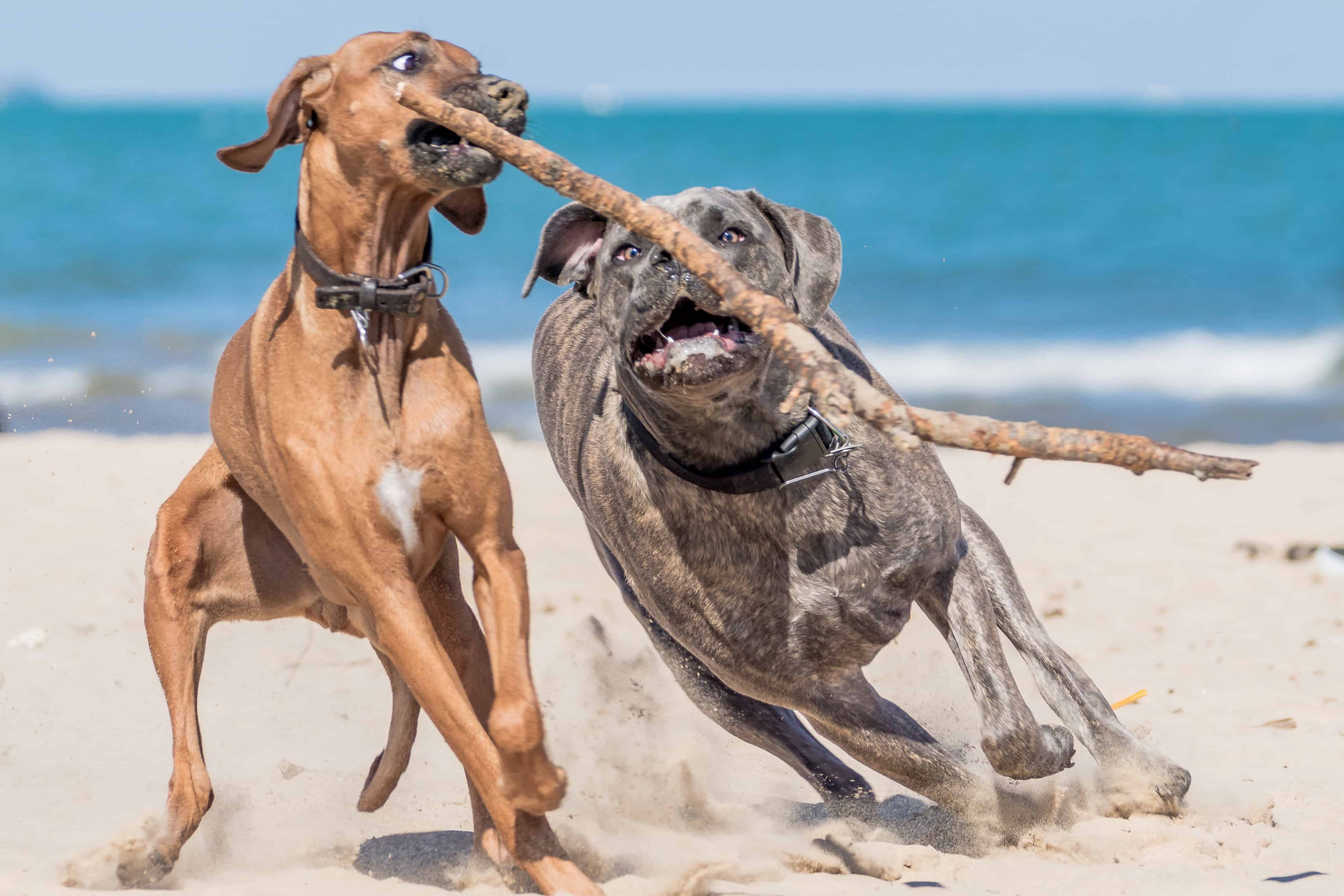 Rhodesian Ridgeback, Montrose Dog Beach, Chicago