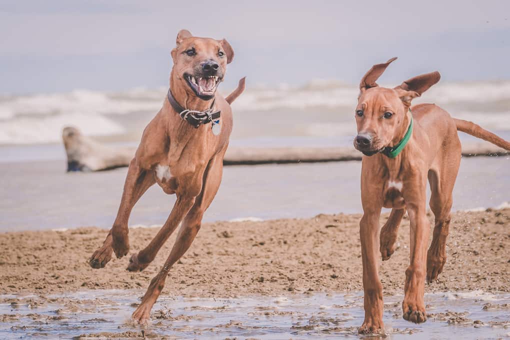 Rhodesian Ridgeback, Chicago, Puppy, Montrose Dog Beach, Marking Our Territory