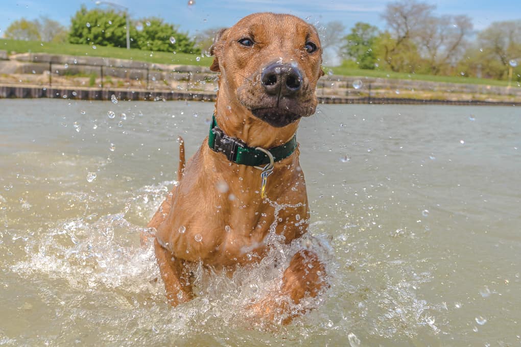 Rhodesian Ridgeback, montrose dog beach, chicago, marking our territory, puppy