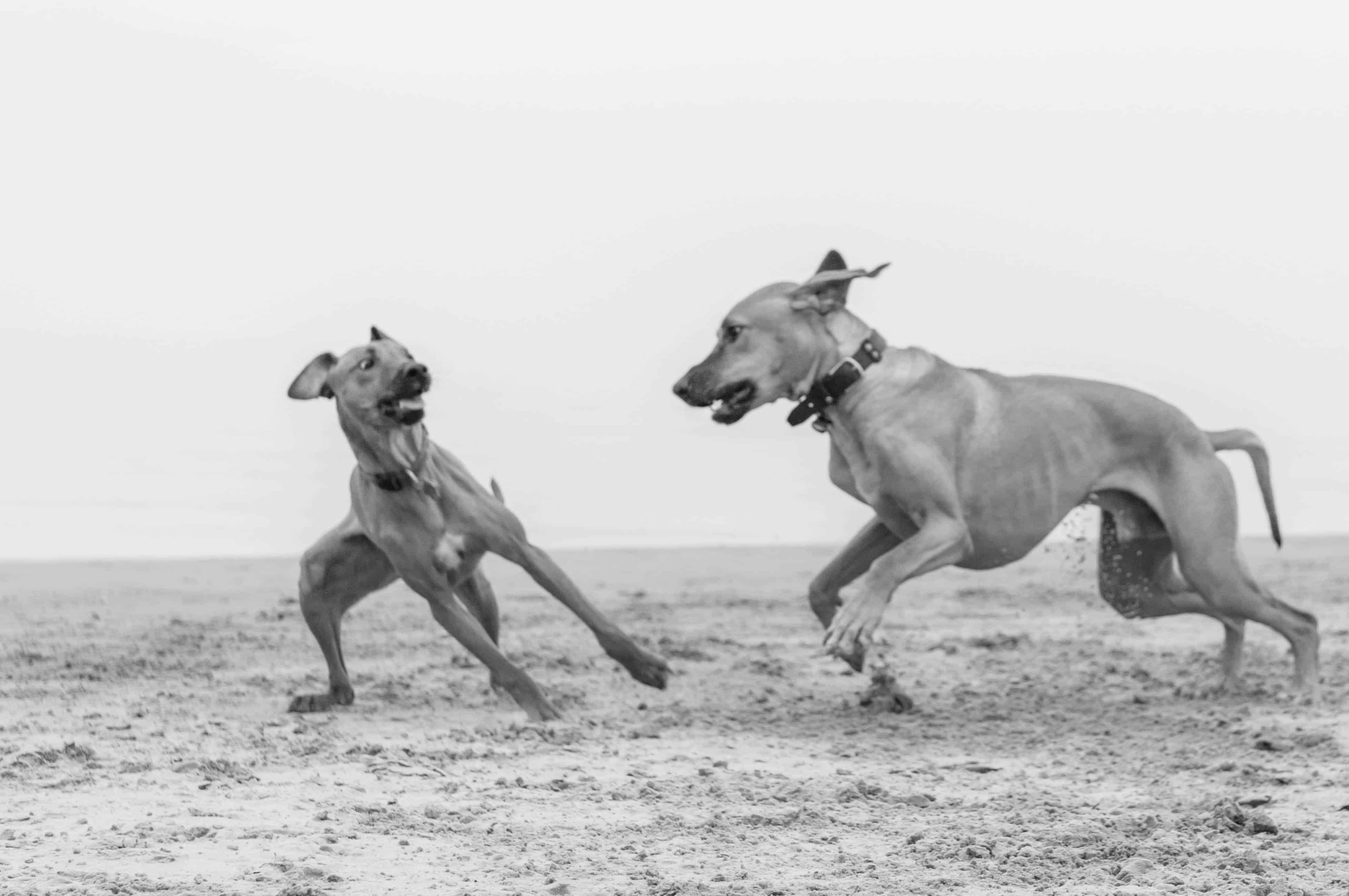 rhodesian ridgeback, beach, chicago, puppy