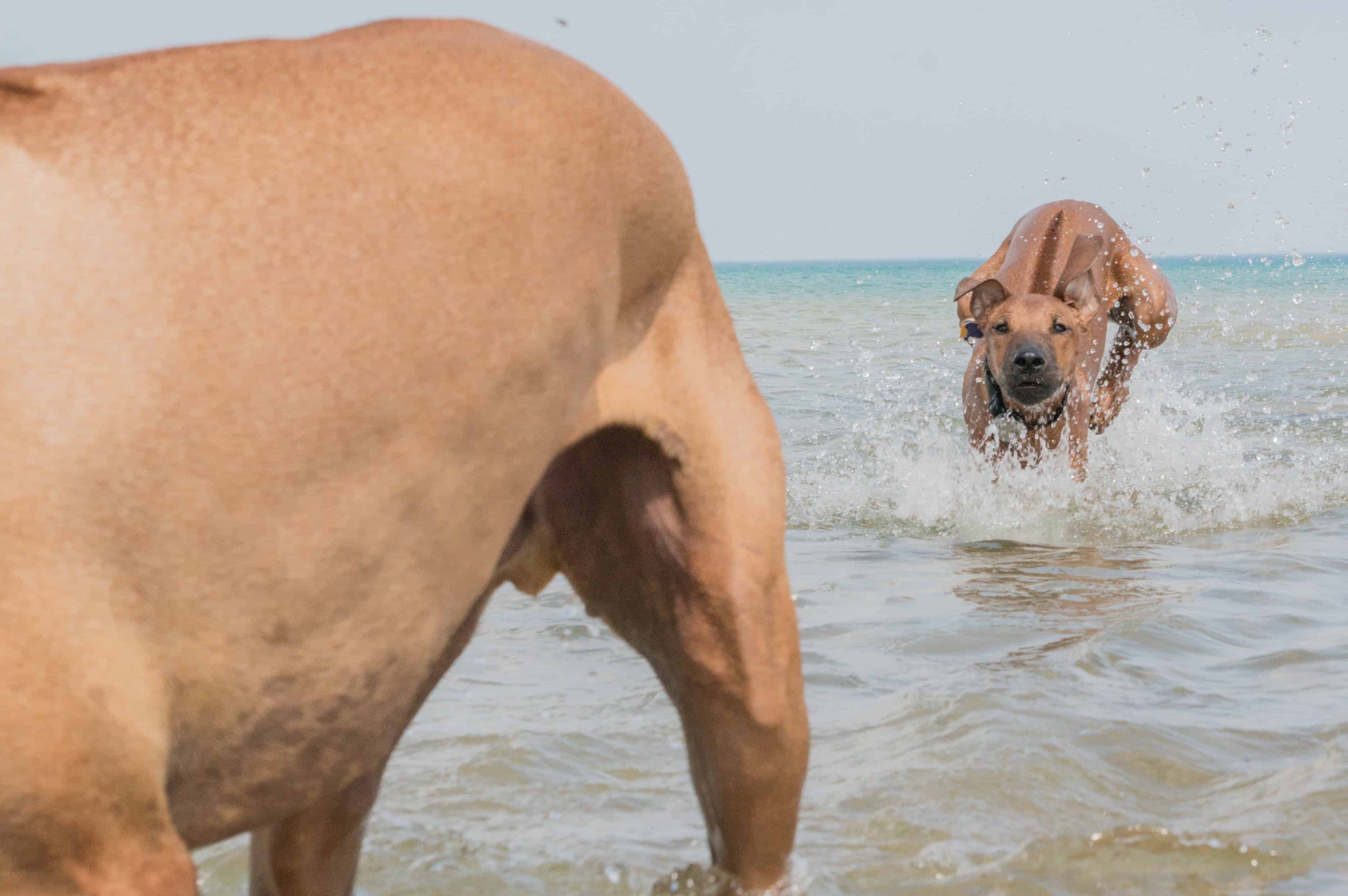 Rhodesian Ridgeback, puppy, adventure, dog, blog, chicago, beach, marking our territory