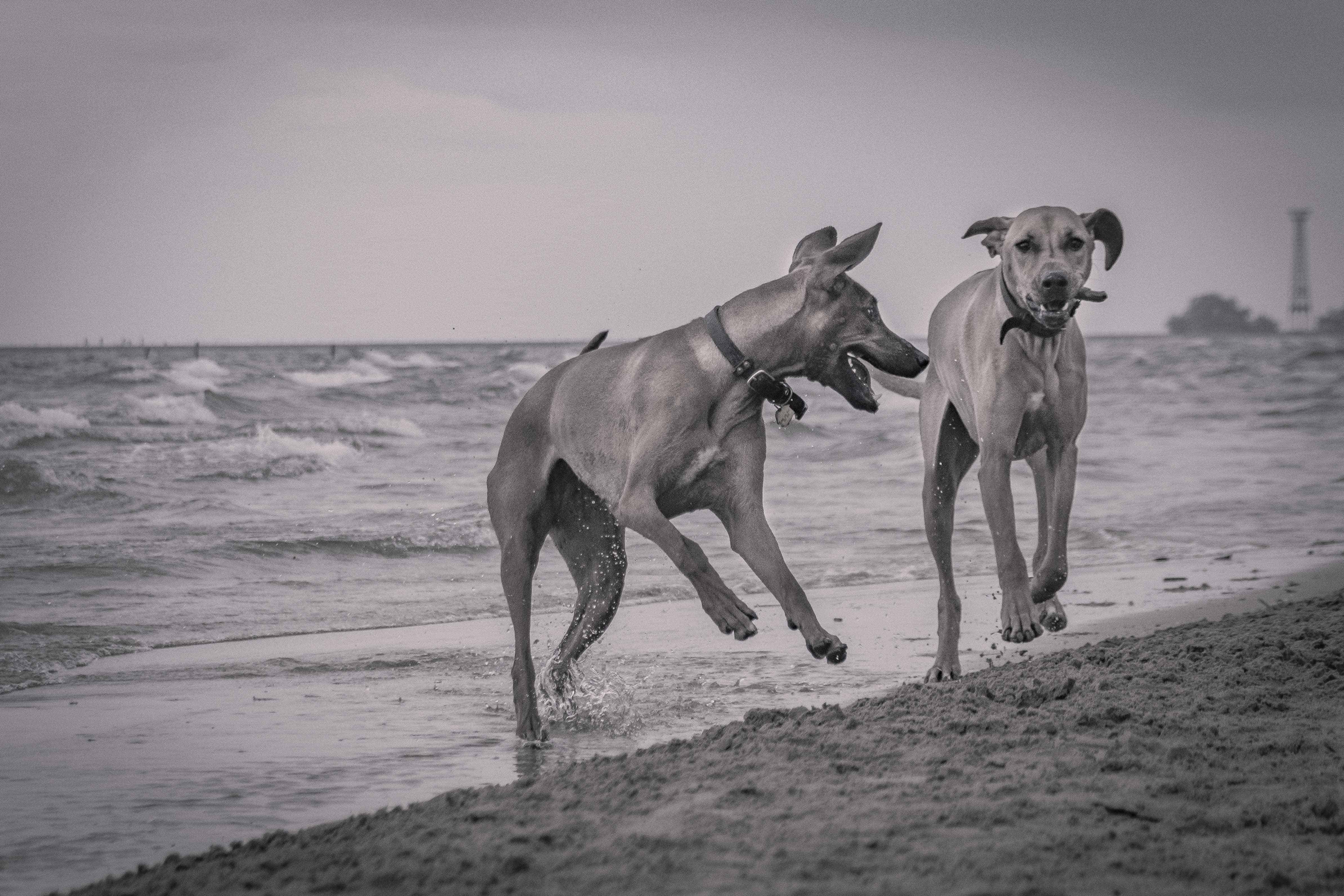 Rhodesian Ridgeback, chicago, montrose dog beach, adventure