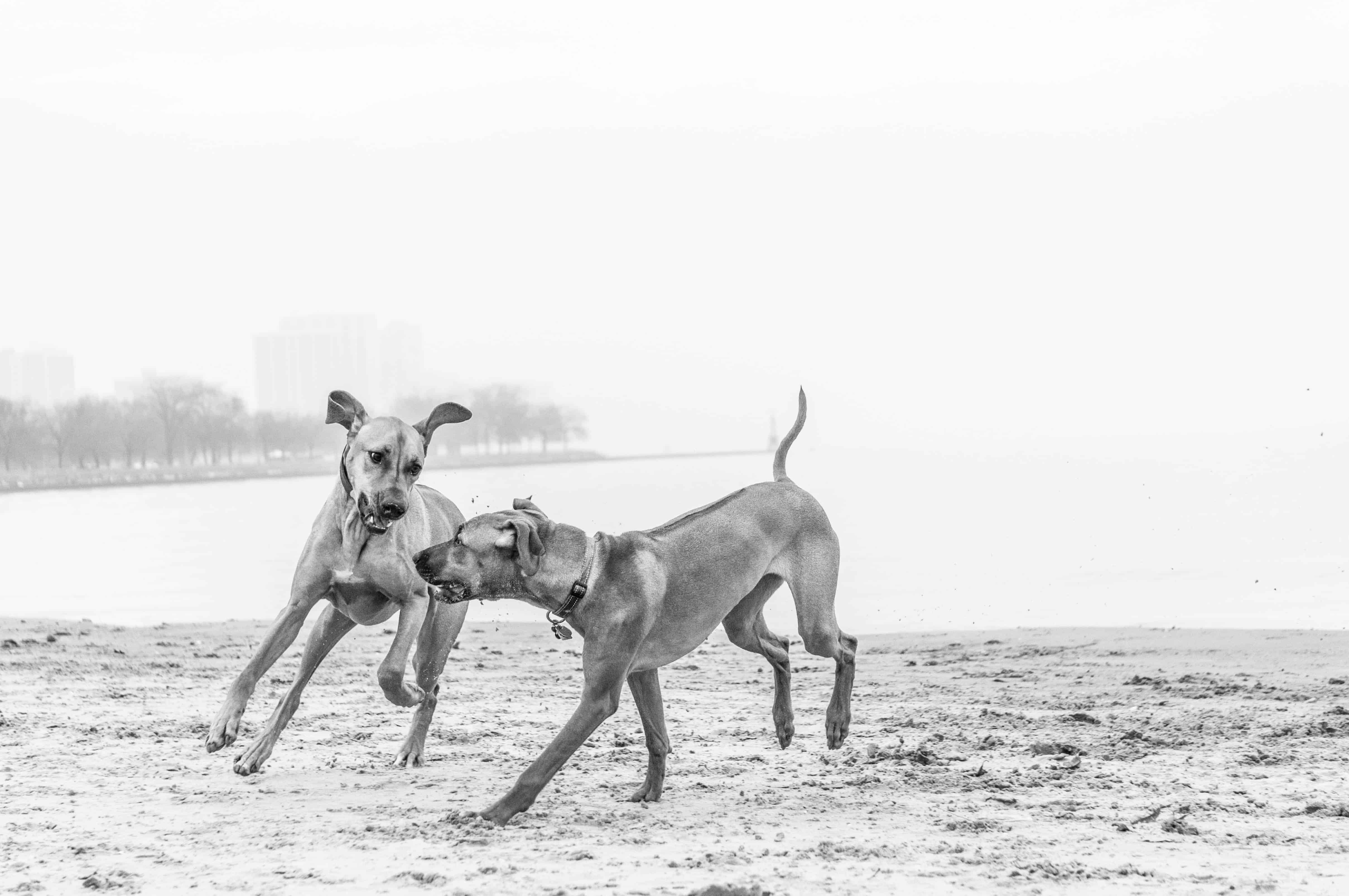 rhodesian ridgeback, beach, chicago, puppy