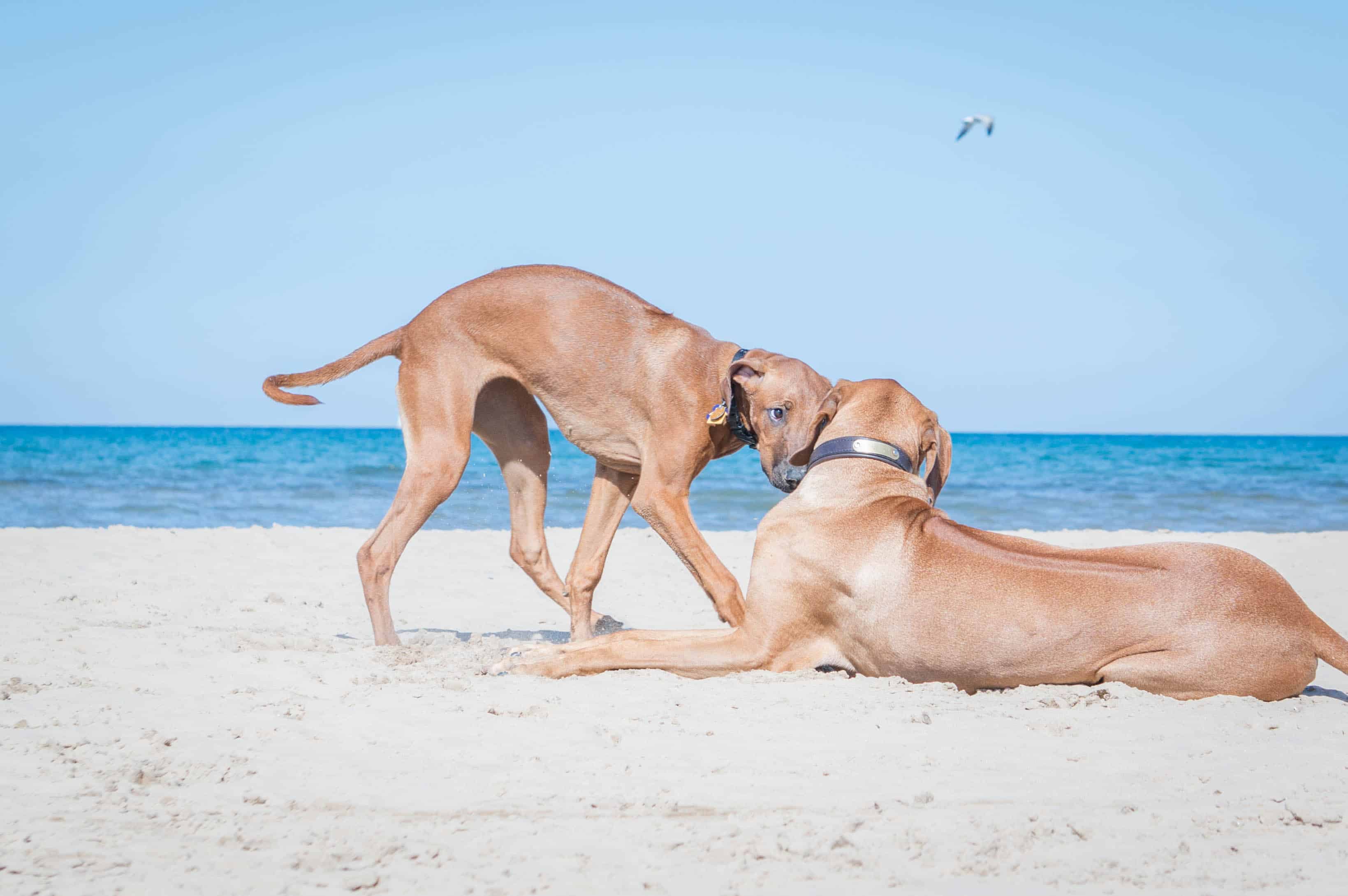 Rhodesian Ridgeback, puppy, adventure, dog, blog, chicago, beach, marking our territory