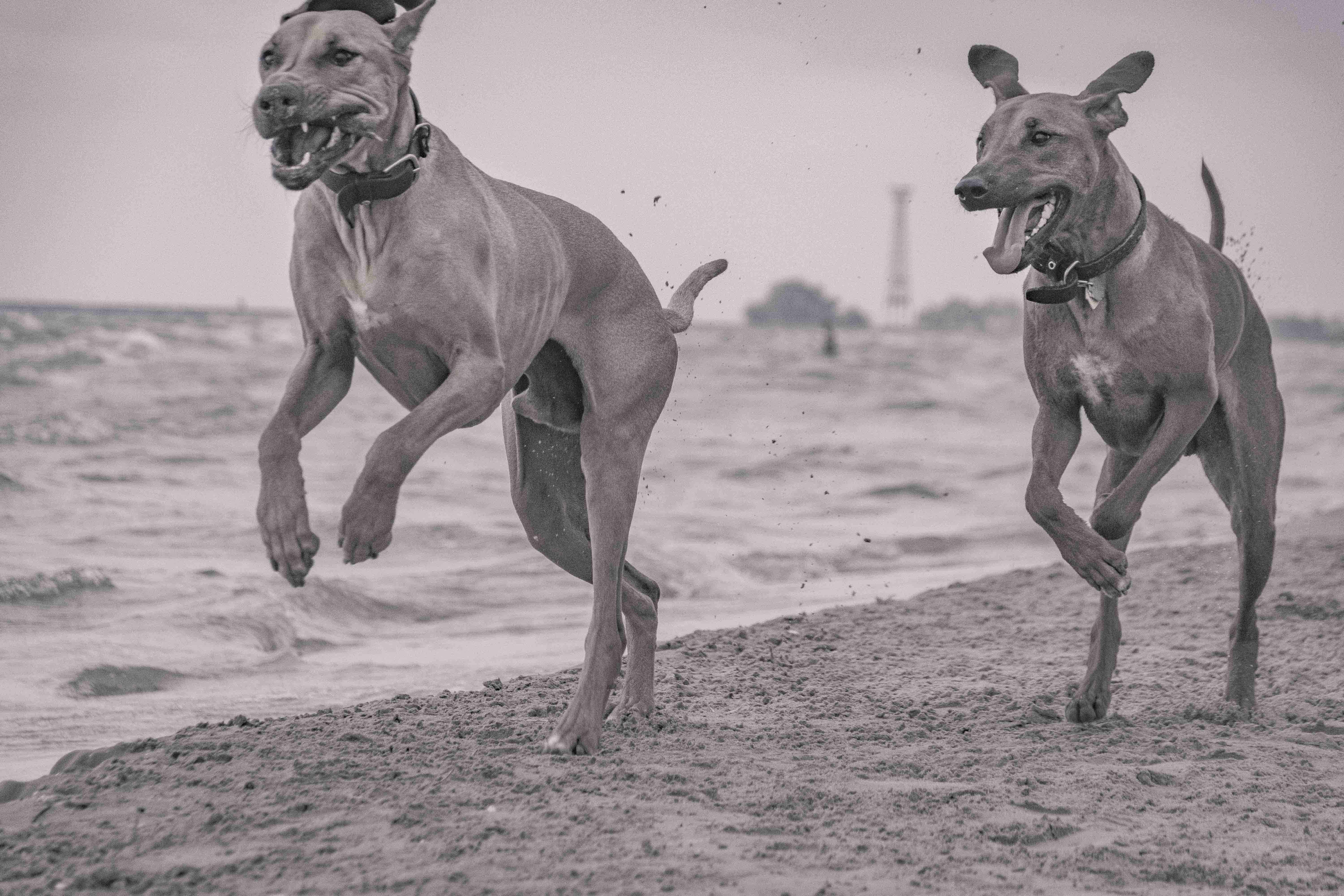 Rhodesian Ridgeback, chicago, montrose dog beach, adventure