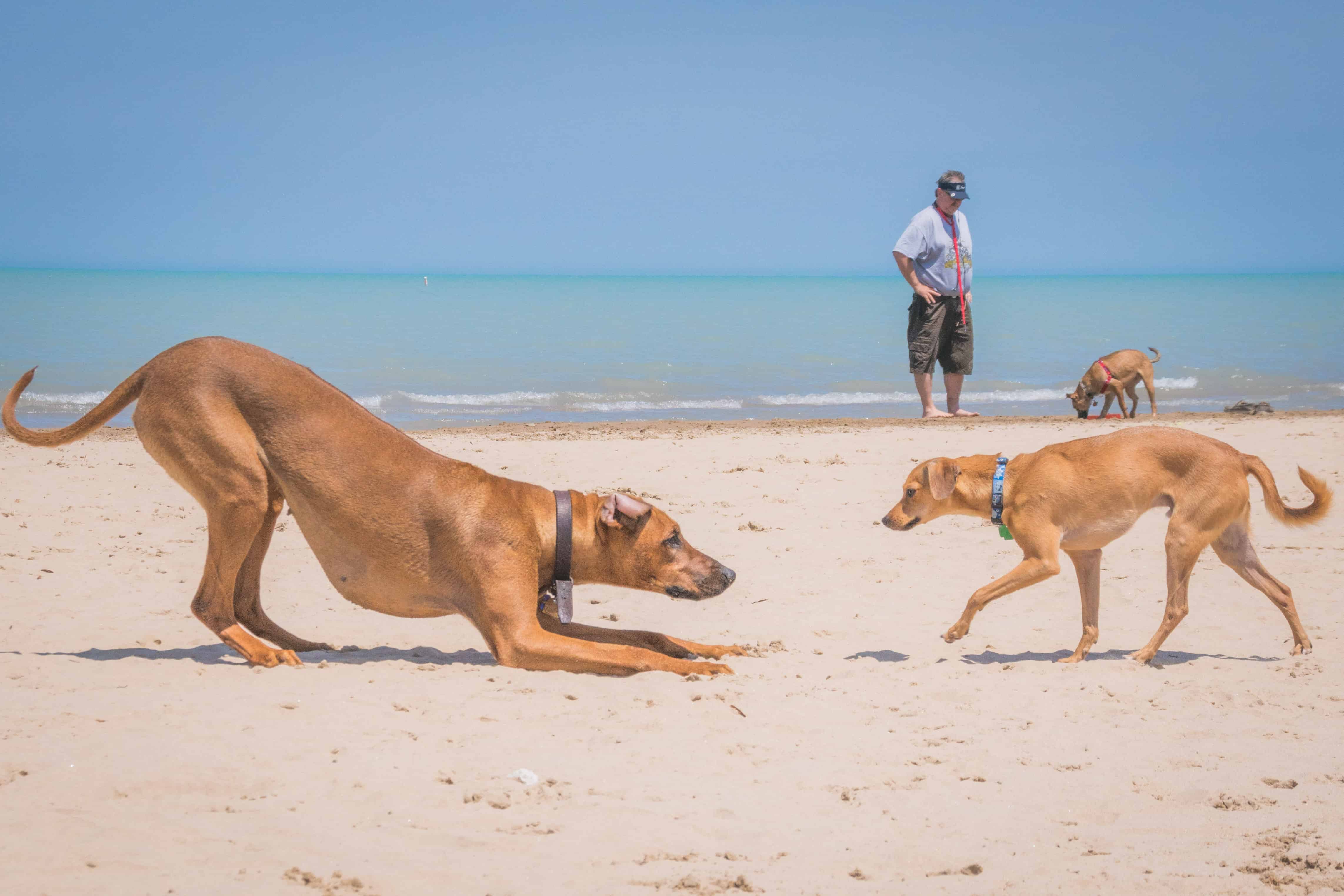 Rhodesian Ridgeback, Chicago, puppy, Montrose Dog Beach, Marking Our Territory, adventure