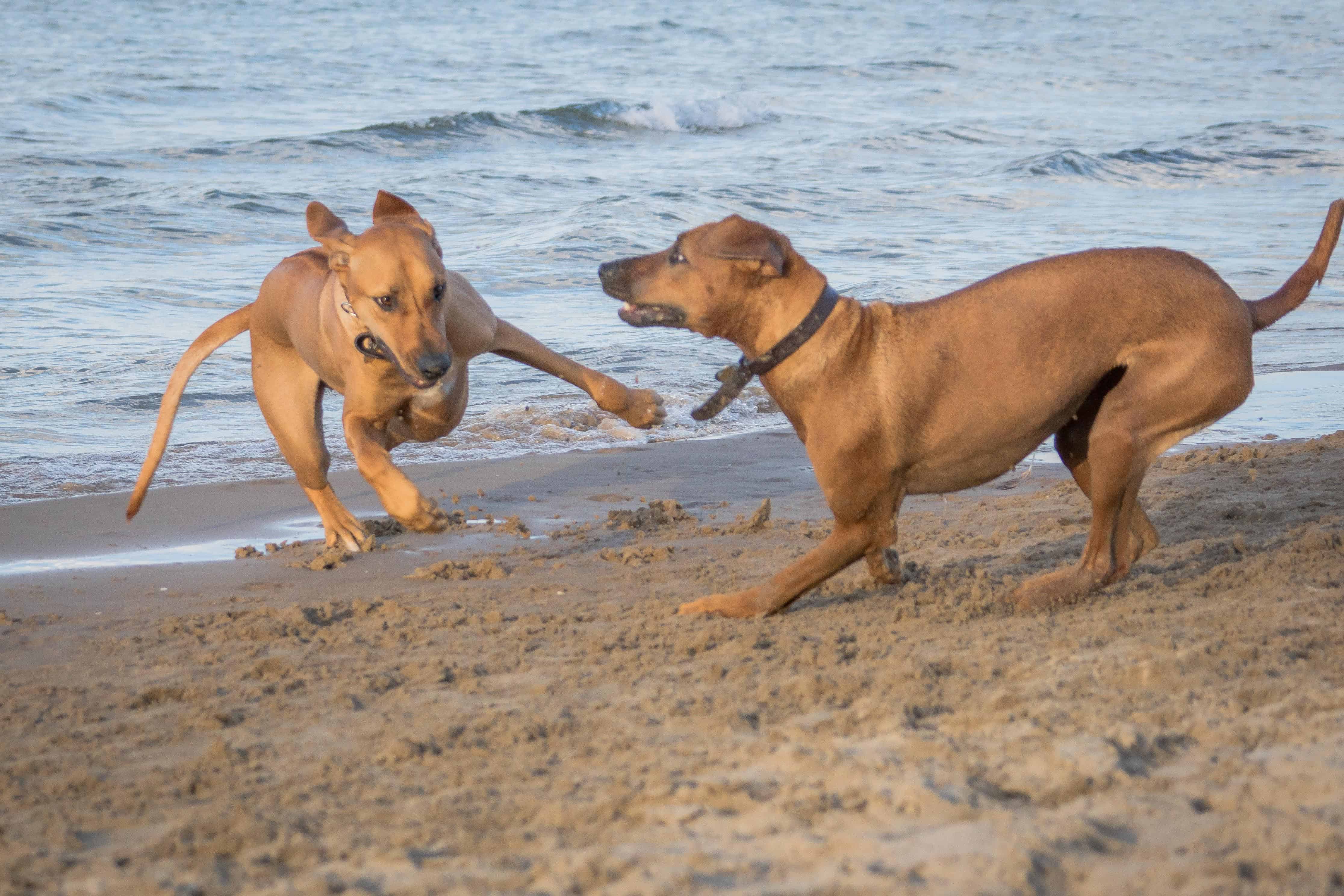 Rhodesian Ridgeback, chicago, puppy, cute, adventure