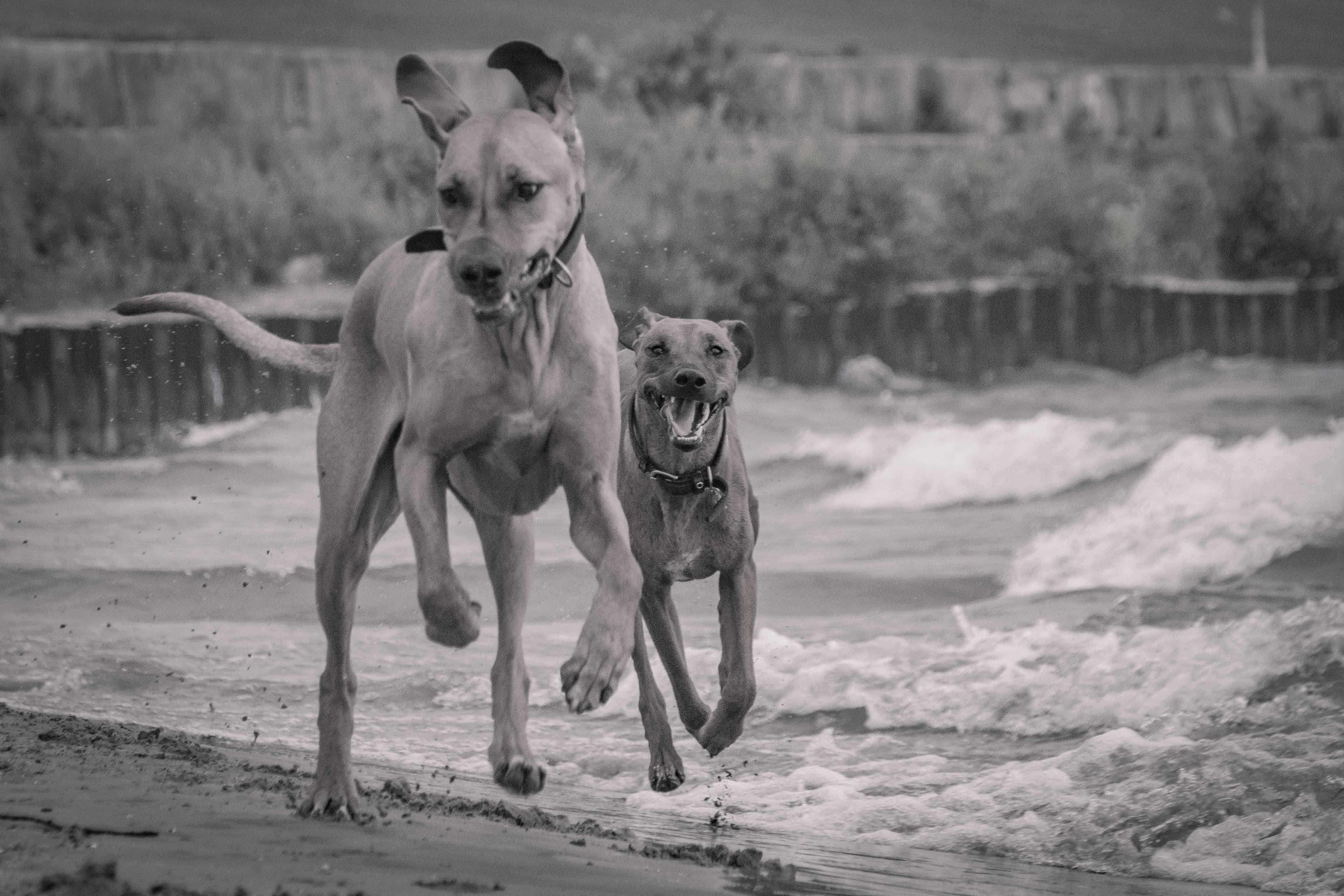 Rhodesian Ridgeback, chicago, montrose dog beach, adventure