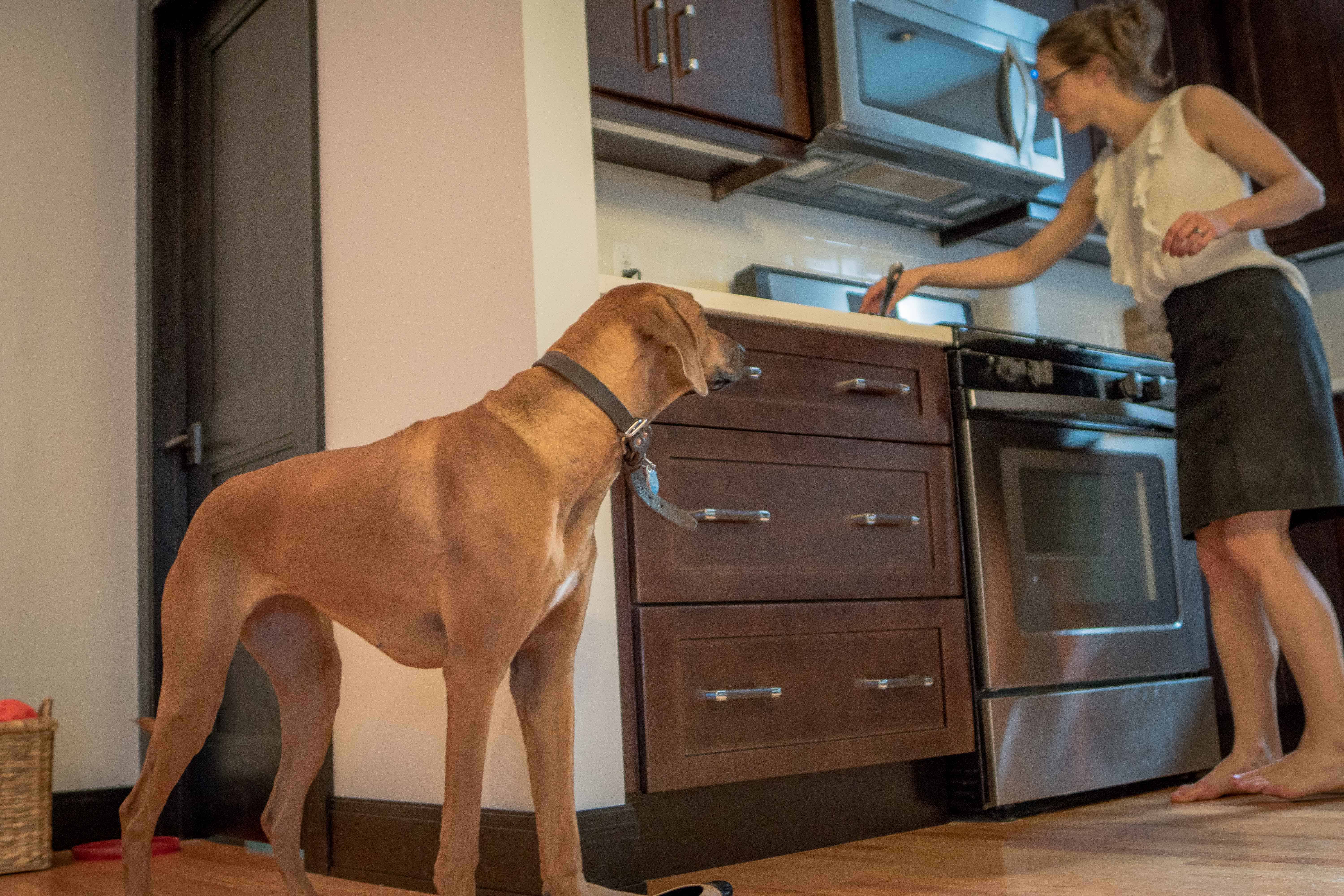 Rhodesian Ridgeback, chicago, puppy, cute, adventure