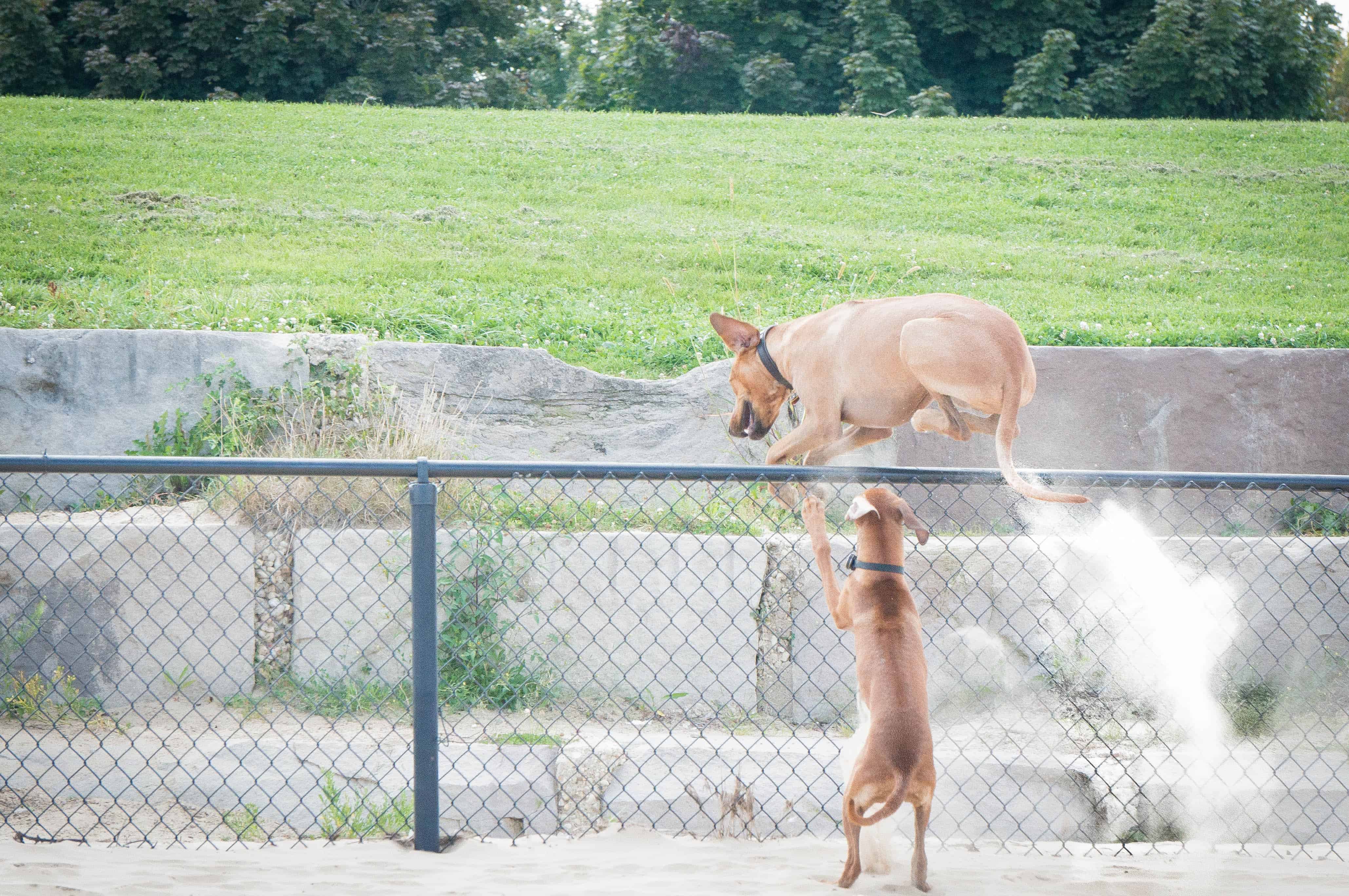 Rhodesian Ridgeback, puppy, adventure, dog, blog, chicago, beach, marking our territory