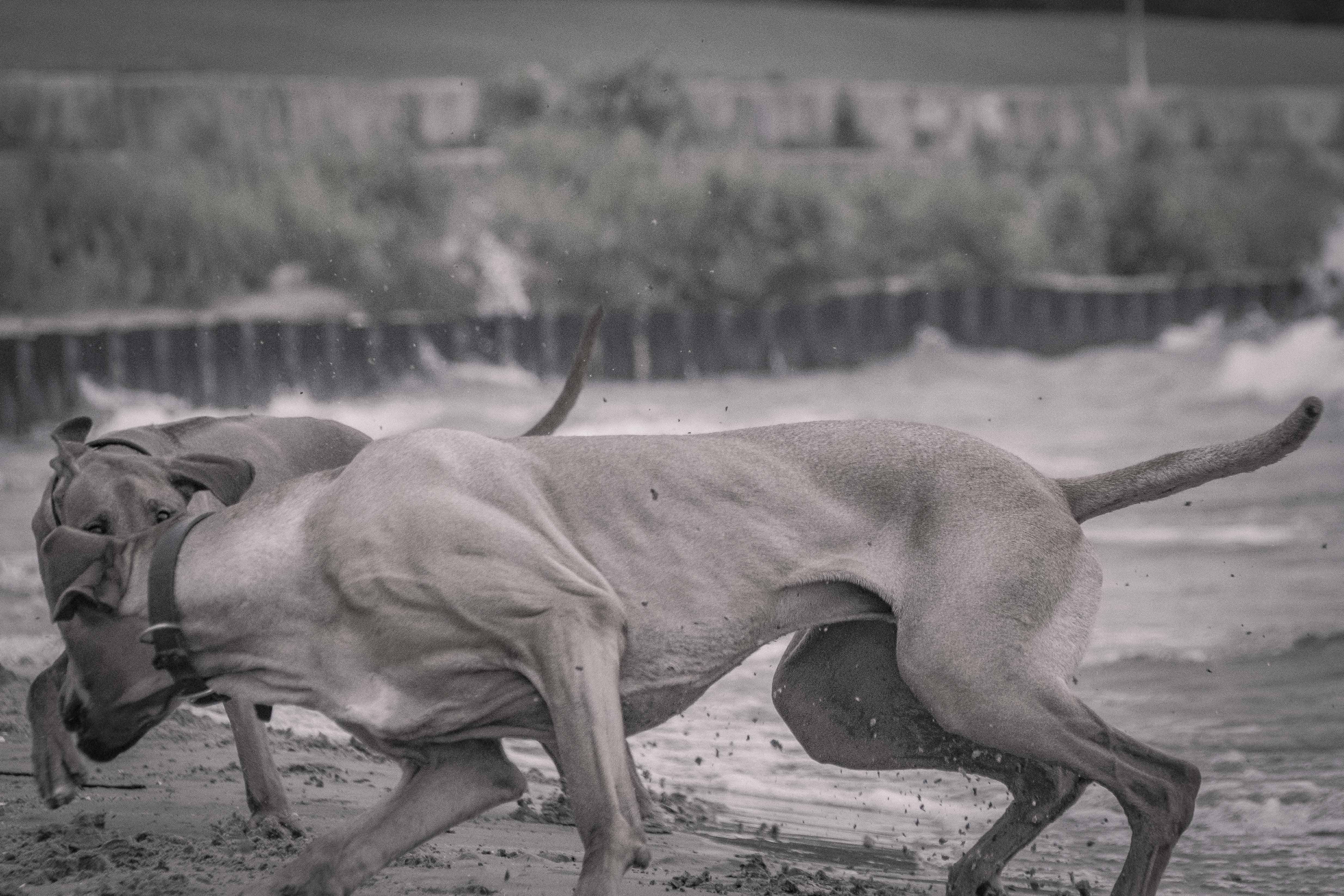 Rhodesian Ridgeback, chicago, montrose dog beach, adventure