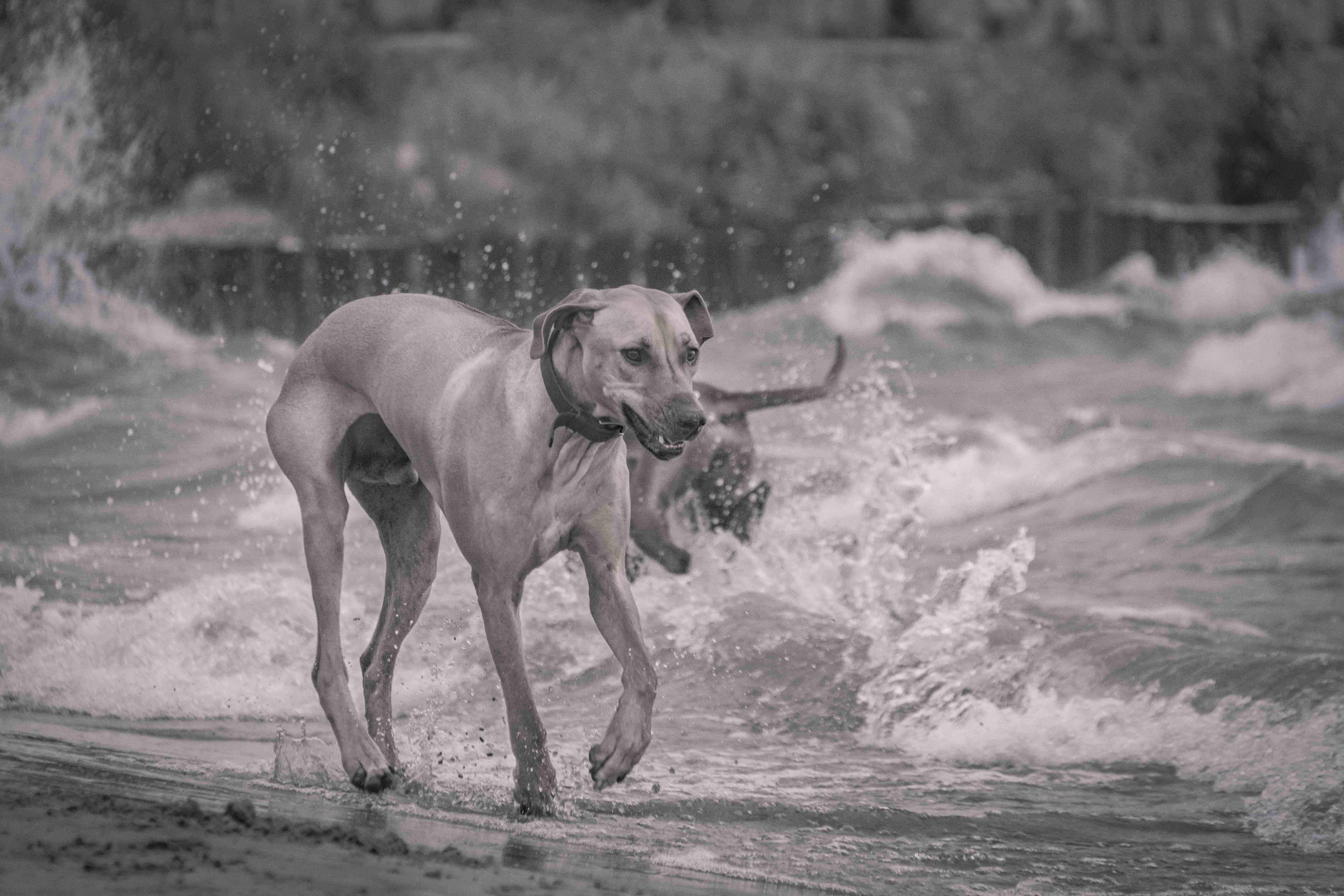 Rhodesian Ridgeback, chicago, montrose dog beach, adventure