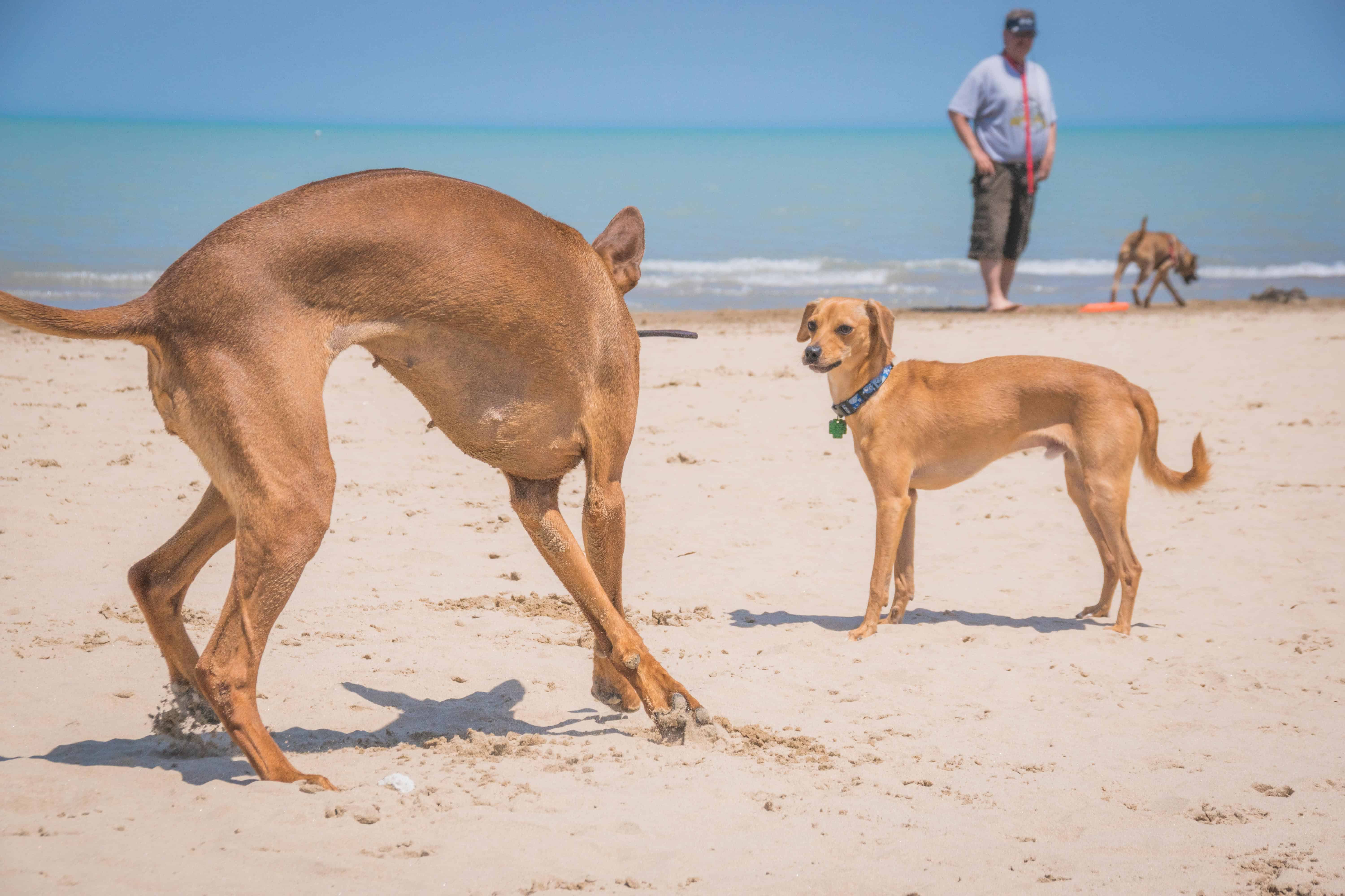 Rhodesian Ridgeback, Chicago, puppy, Montrose Dog Beach, Marking Our Territory, adventure