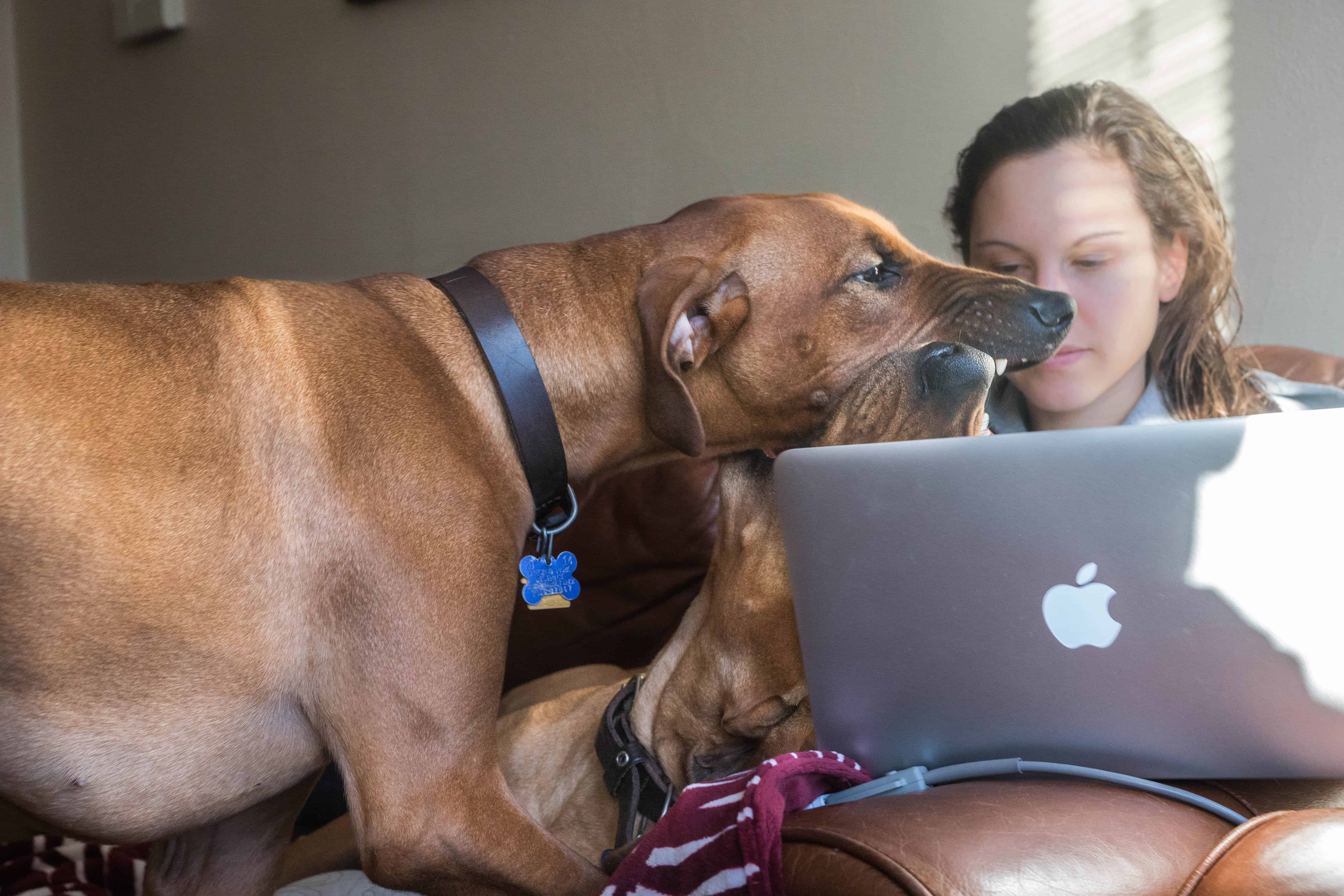 Rhodesian Ridgeback, puppy, photos, marking our territory, chicago