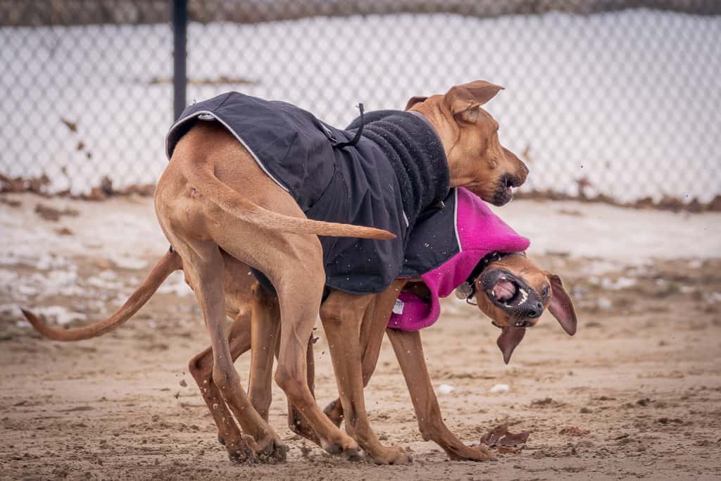 Rhodesian Ridgeback, puppy, chicago, blog, cute, montrose dog beach