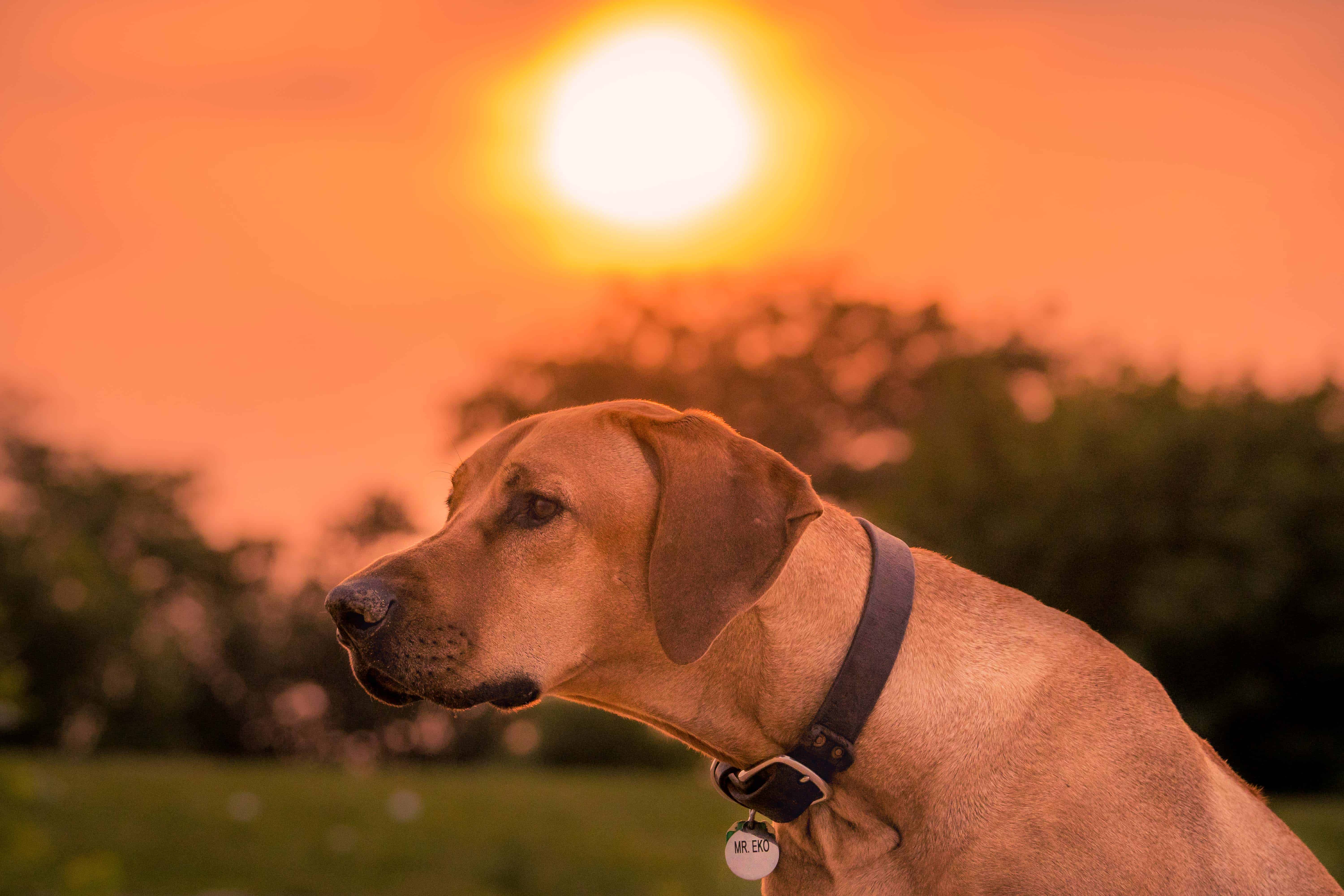 Rhodesian Ridgeback, Eko, Marking Our Territory