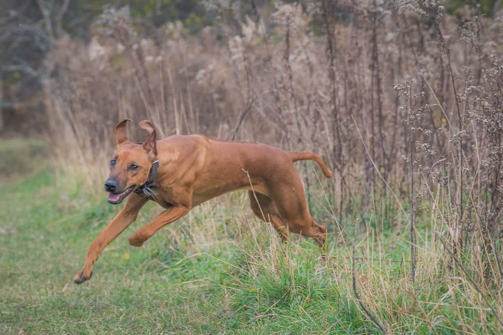 Rhodesian Ridgeback, blog, adventure, chicago, marking our territory, prairie wolf