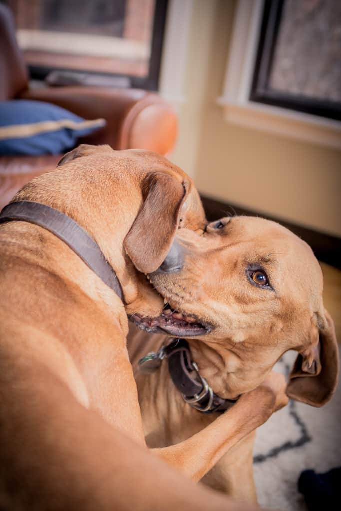 Rhodesian Ridgeback, blog, chicago, adventure, puppy 