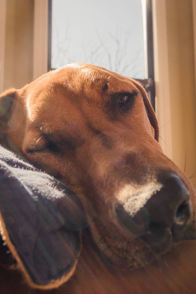 Rhodesian Ridgeback, blog, marking our territory, chicago, adventure