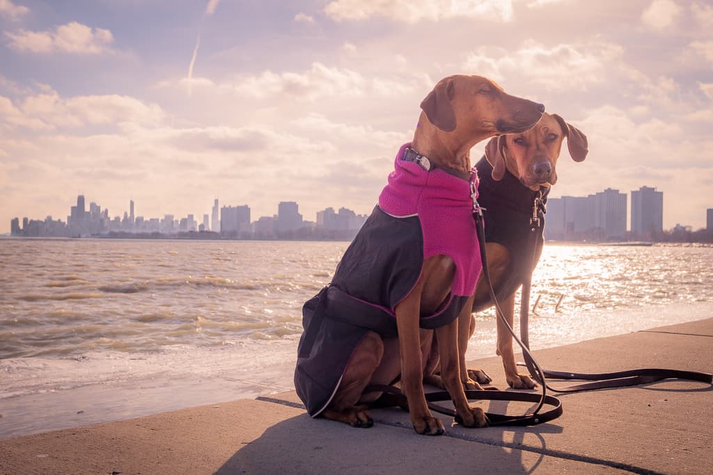 Rhodesian Ridgeback, blog, chicago, adventure