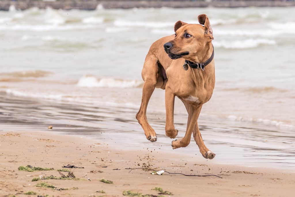 Rhodesian Ridgeback, blog, montrose dog beach, chicago, adventure